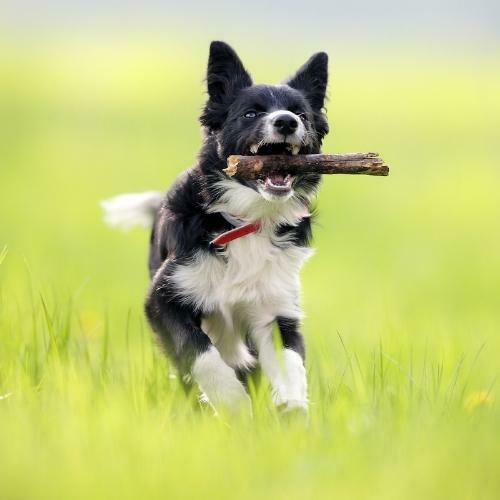 10 perros que no crecen ¿Cuál quieres (1)