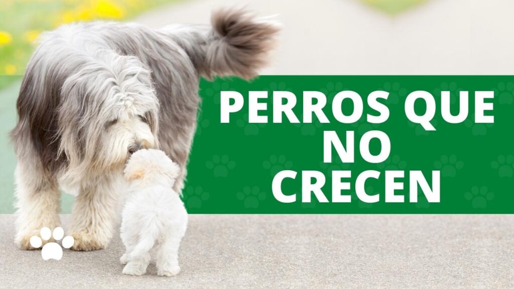 10 perros que no crecen: ¿Cuál quieres?