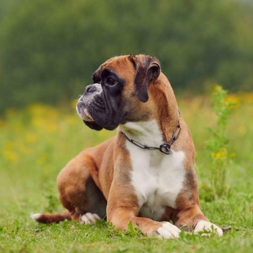 10 perros que no crecen ¿Cuál quieres (1)