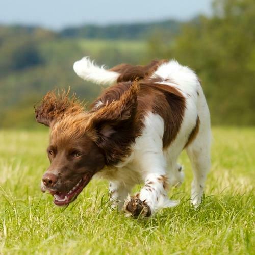 10 perros que no crecen ¿Cuál quieres (1)