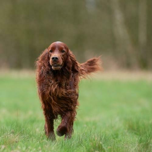 10 perros que no crecen ¿Cuál quieres (7)