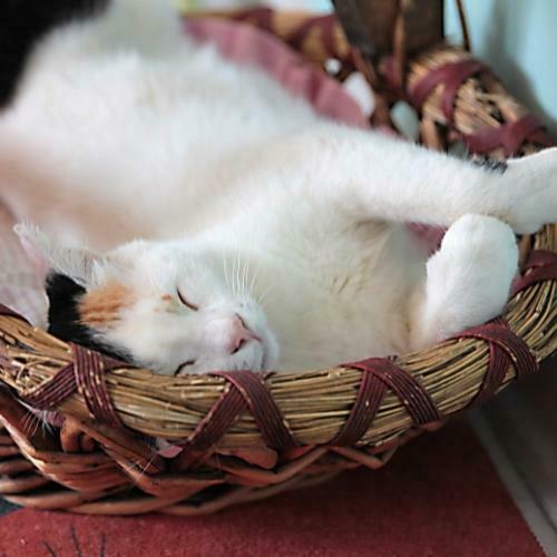 Consejos para hacer feliz a su gato Mejore la calidad de vida de su gato