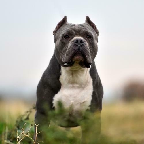 El Pit Bull Lo que hay que saber sobre estos queridos perros