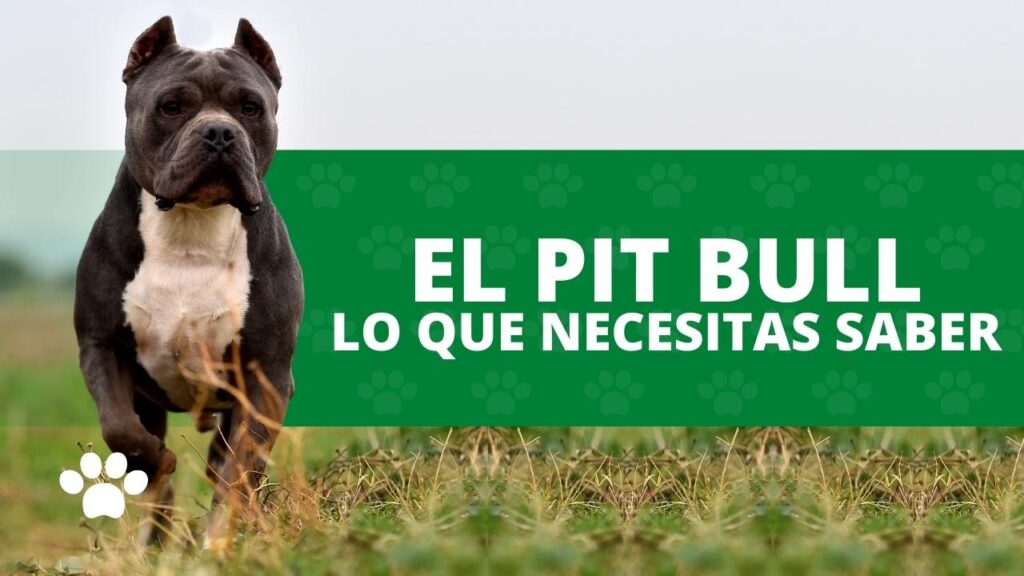 El Pit Bull Lo que hay que saber sobre estos queridos perros