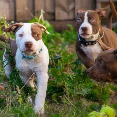 El Pit Bull Lo que hay que saber sobre estos queridos perros