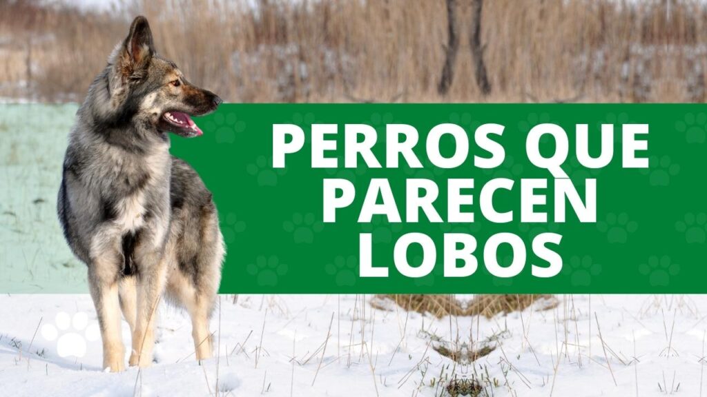 Los 10 perros más parecidos a los lobos