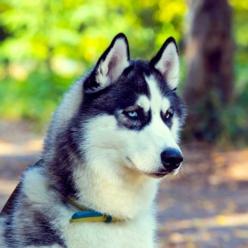Los 10 perros más parecidos a los lobos