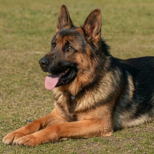 Los 10 perros más parecidos a los lobos