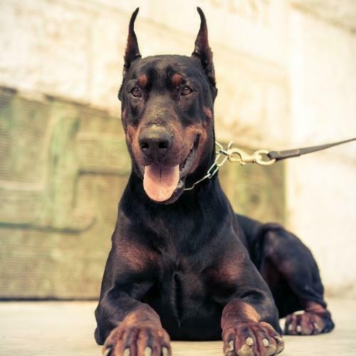 Los 10 perros más parecidos a los lobos