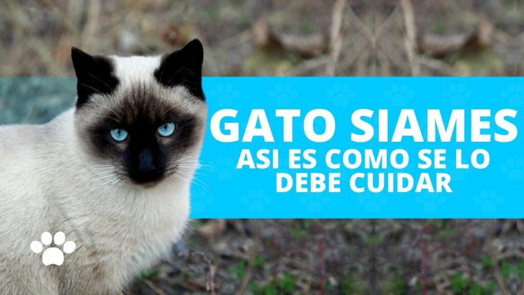 Los mejores cuidados para un gato siamés