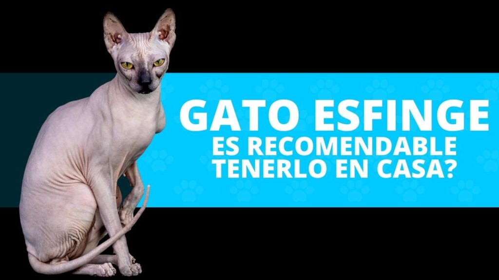 Por qué deberías tener un gato de la raza Sphinx ( Esfinge )