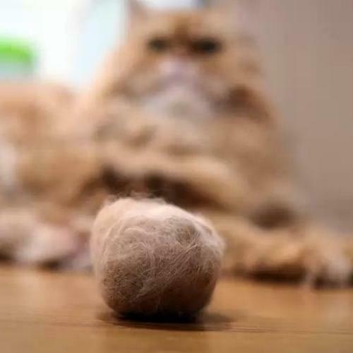 Por qué los gatos expulsan bolas de pelo Qué es y cómo prevenirlo