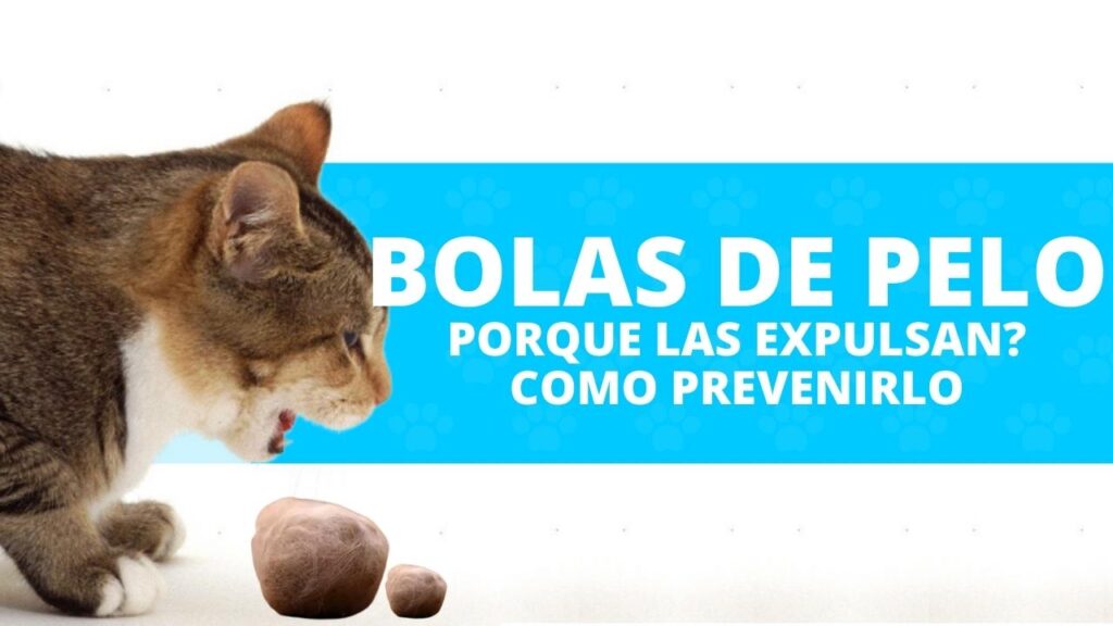 gatos expulsan bolas de pelo