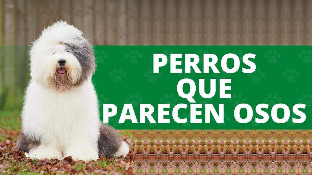 perros que parecen osos