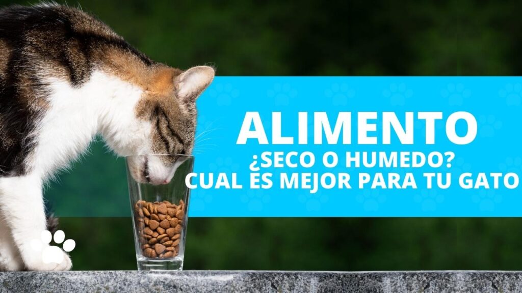 alimento para su gato