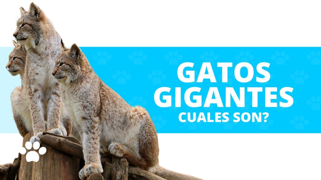 razas de gatos grandes